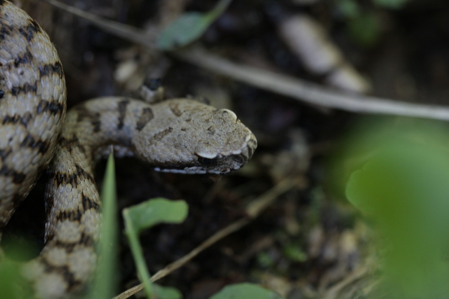 giovane aspis